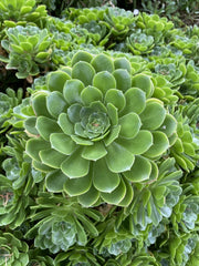 Rare Aeonium Arboreum "Irish Rose" 4 Cuttings - Green Succulent Plants for Indoor Gardening and Home Decor