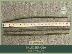 Silky Willow Cuttings Lot of 5 | 18" Fresh Salix sericea | Native Plant Cuttings for Propagation