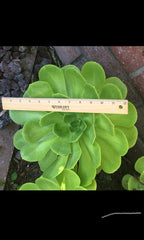 Succulent Cutting 6"-12" Gigantic Aeonium Arboreum Rosettes Cactus Rose Plant