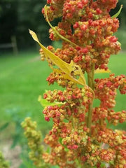 Lambsquarters Seeds for Planting, 100 Seeds, Chenopodium Album, Organic Edible Greens, Heirloom Garden Seeds