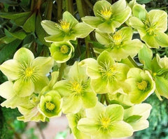 Hellebore Live Plant with Roots, Snow Love Winter Magic, Perennial Flower for Garden, Helleborus niger
