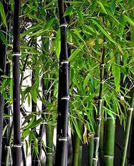 Black Bamboo Seeds - 150+ Seeds - Fast Growing Privacy Screen - Phyllostachys nigra