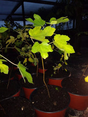 Ficus Brown Turkey Fig Tree 5-8" Tall Cold Hardy Plant