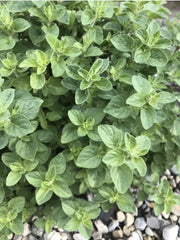 Oregano Seeds - 100 Organic Seeds - Origanum Vulgare - Perennial Medicinal Herb Spice for Gardening