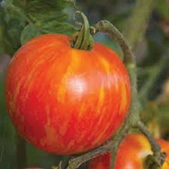 Mr. Stripey Tomato Seeds - Bi-Colored Variety - 25 Fresh Seeds - Heirloom Tomato (Solanum lycopersicum)