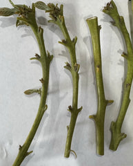 Nabal Avocado Scions for Grafting - 2-3 Grafts Per Scion - Budwood (Persea americana)