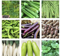 Asian Vegetable Seeds Packets - 20 Variety Collection for Home Gardening - Non-GMO, Heirloom, Organic Seeds