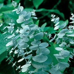 Eucalyptus Seeds - 50 Silver Drop Seeds - Perennial Tree - Eucalyptus cinerea