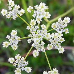 Caraway Seeds - Non-GMO Heirloom Herb for Planting - 2025 USA Grown Culinary Spice (Carum carvi)