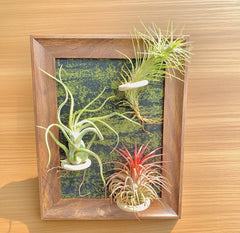 Air Plants Frame 8" with Funckiana, Caput-Medusae & Ionantha Stricta - Tillandsia Collection