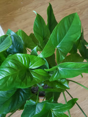 Emerald Gem Syngonium Podophyllum - Arrowhead Vine Plant - Indoor Houseplant - Tropical Green Foliage