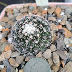 Mammillaria Gaumeri Cactus BARE ROOT | Unique Desert Plant | Drought-Tolerant Succulent