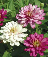 Zinnia Seeds 500+ Count, Exquisite Bright Colors, Ideal for Gardens and Bouquets, Zinnia elegans