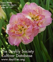 Daylily Plant - Lacy Doily - Pink Double Rebloomer - Hemerocallis 'Lacy Doily' - Live Plant