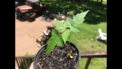 Silver Maple Starter Plant 6-12 Inches, Fast Growing Acer saccharinum, Live Tree for Garden or Landscaping