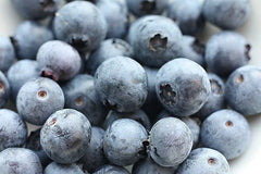 Southern Blueberry Seeds Bulk - 1000 Seeds - Evergreen Shrub - High Heat Tolerance - Vaccinium ashei