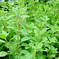 Sweet Marjoram Seeds - 1000+ Organic Herb Seeds for Indoor Garden - Groundcover, Mediterranean Flavor (Origanum majorana)