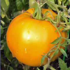 Golden Jubilee Tomato Seeds, 50 Seeds, Non-GMO, Heirloom Variety, Solanum lycopersicum
