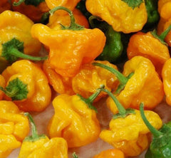 Yellow Scotch Bonnet Hot Pepper Seeds 30+ Spicy Caribbean Culinary Capsicum chinense - Free Shipping