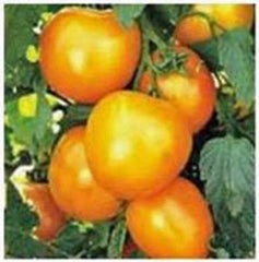 Heirloom Tomato Seeds Garden Collection 4 Varieties - Non-GMO, Organic, Open-Pollinated