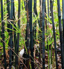 Black Bamboo Seeds - 50 Pack - Exotic Privacy Plant for Garden - Shade Screen - Bambusa vulgaris