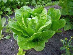 Butterhead Buttercrunch Lettuce Seeds, Heirloom, Non-GMO, 1000 Seeds, Ideal for Home Gardening, Organic Vegetable Seed