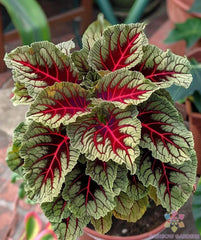 Dragons Blood Coleus Seeds - 25+ Seeds for Garden Planting - Colorful Foliage - Coleus blumei