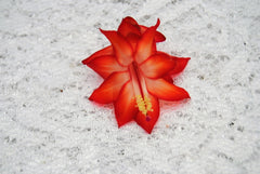 Christmas Cactus Starter Plant - Well Rooted Schlumbergera Truncata - Ara Brazil Variety