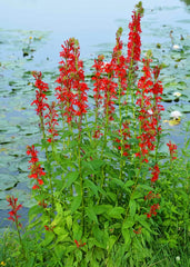 Red Cardinal Flower Roots - 5 Fresh Plants - Lobelia cardinalis - Not for Shipping to AK, HI, or PR