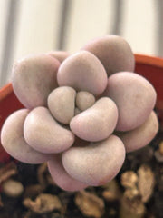 Graptopetalum Ellen | Live Succulent Plant | Fully Rooted | 2 Inch Pot | Ideal for Indoor Gardening