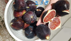Italian 258 Cutting - Unrooted Fig Cutting - Ficus carica - Ideal for Planting and Propagation