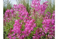 Utah Northern Sweetvetch Seeds - 51+ Drought Tolerant Native Wildflower, Heat & Cold Resistant, Poor Soil Adaptable