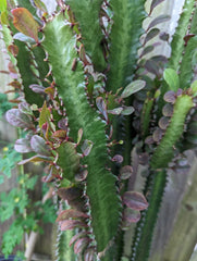 Euphorbia Trigona Dragon Bone Cactus Cuttings - 2 Pieces - Unique Elkhorn Variety