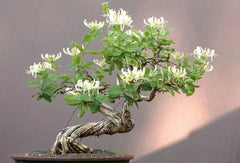 Honey Suckle Plant Rooted Cuttings for Bonsai - Lonicera japonica - Set of 4