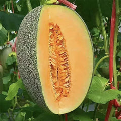 Cantaloupe Seeds 200+ Count Non-GMO Vine Fruit Seeds for Home Garden Cucumis melo