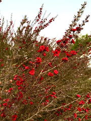 Broom Tea Tree Seeds - 200 Count - Leptospermum Scoparium - USA Growing Kit