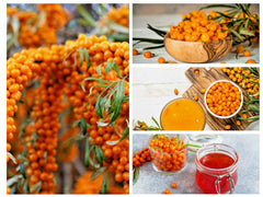 Seaberry Seeds - 50+ Sea Buckthorn Seeds | Edible Medicinal Berry Fruit Tree | Hippophae rhamnoides