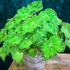 25+ Green Begonia Seeds for Garden Planting - Quality Begonia Semperflorens - USA Grown, Free Shipping