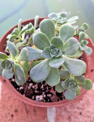 Aeonium Haworthii Potted Plant - Large 6" Diameter - Mature 4 Years Old - Succulent Houseplant