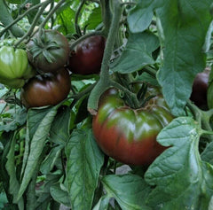 Russian Black Krim Tomato Seeds - 60+ NON-GMO Organic Heirloom Seeds - Fresh Gardening Supplies - Solanum lycopersicum