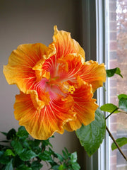 Tropical Hibiscus Starter Plant - Small Rooted - SO FINE - Hibiscus rosa-sinensis - Ships Bare Root