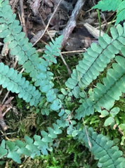 Mini Ferns Live Plants Set of 4 | Native Organic Bare Root for Terrariums & Fairy Gardens | Perfect for Indoor Decor