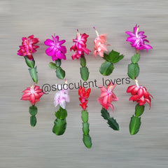 Thanksgiving Cactus Cuttings - 10 Fresh Cuttings, 5 Varieties - Schlumbergera Truncata for Holiday Decor and Gifting