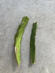 Dragon Fruit Cuttings 8” White Dragon Fruit Self Pollination Easy to Grow (Hylocereus undatus)