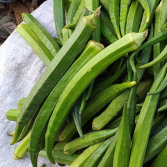 Perkins Long Pod Okra Seeds - 100+ Heirloom Non-GMO Seeds - Fresh Quality for Home Gardening (Abelmoschus esculentus)