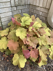 Coral Bells Live Plant 1pc Gold Yellow Orange Velvet Heuchera