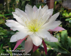 Epiphyllum Himmelsauge Cuttings | Orchid Cactus | 8-10 inches Long | Ideal for Indoor Gardening