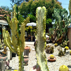 Euphorbia Ammak Variegated African Candelabra Cutting - 16" Cool Plant for Succulent Lovers and Collectors
