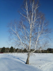 Asian White Barked Birch Tree Seeds - Betula platyphylla - Fast Growing Variety for Home Gardening