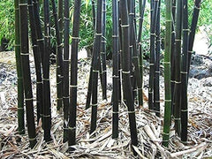 Black Bamboo Seeds - 150 Count - Rare Variety - Phyllostachys Nigra